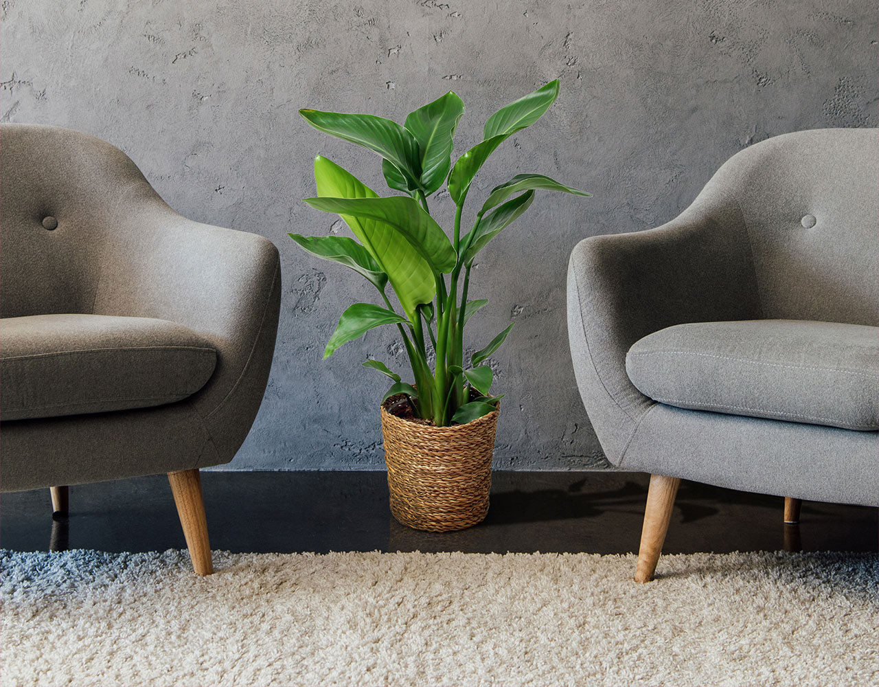 Strelitzia Paradijsvogelplant excl. rieten mand Ø17 cm!