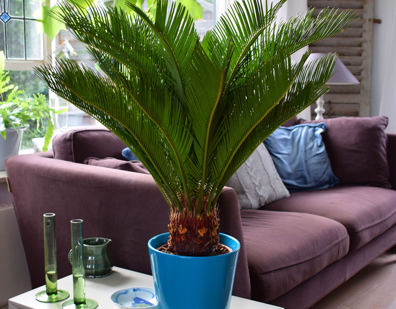 Set van 2 luchtzuiverende kamerpalmen!