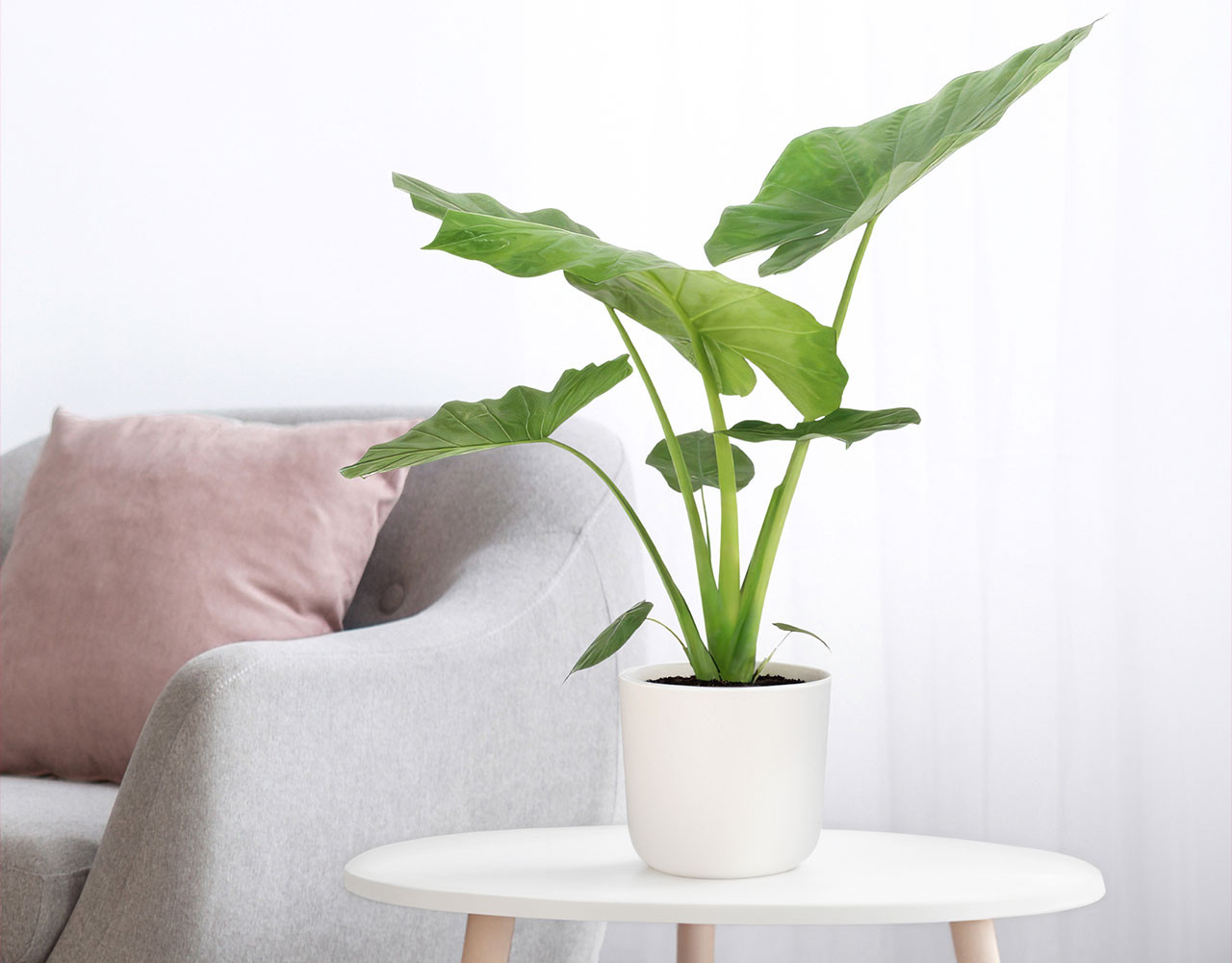Een bijzondere Alocasia kamerplant excl. sierpot!