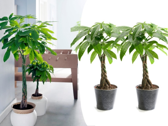 Set van 2 geldbomen (60 - 70 cm)